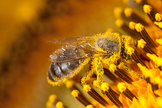 Le pollen : Une merveille pour notre organisme