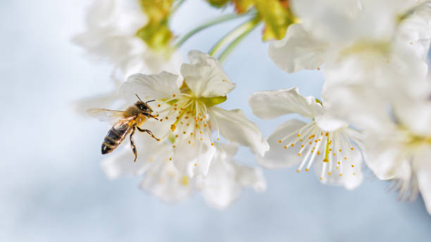 La propolis, la protectrice de la ruche aux mille vertus ! 